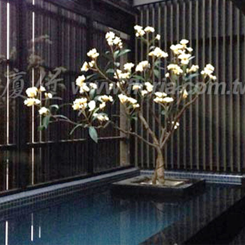 【 雞蛋花樹 】