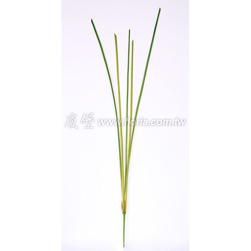 香蒲