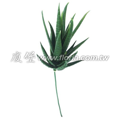 鷹爪蘆薈