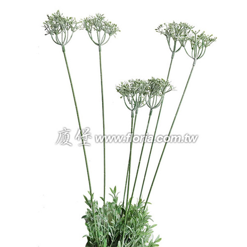 7頭小花 (白)