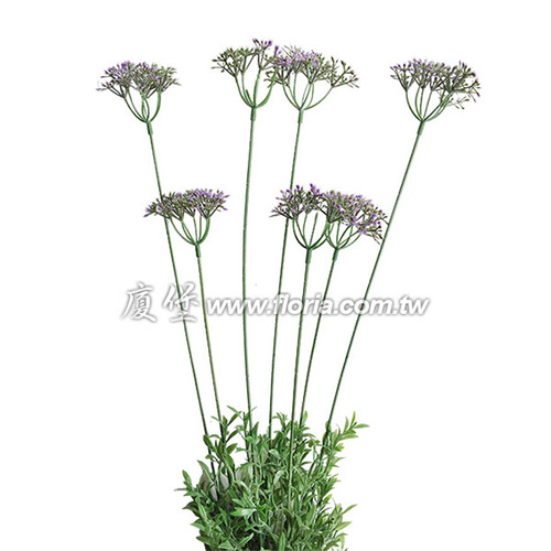 7頭小花 (紫)