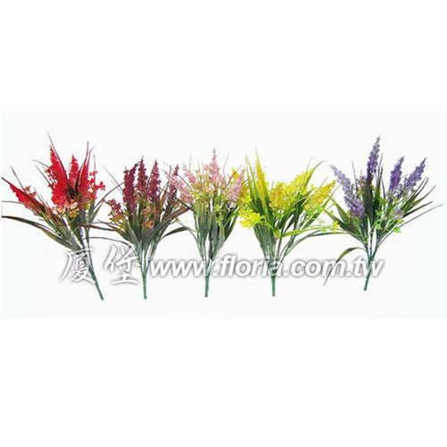 小雞冠花