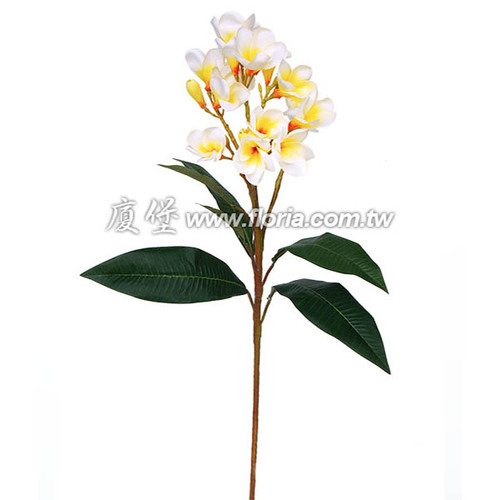 雞蛋花