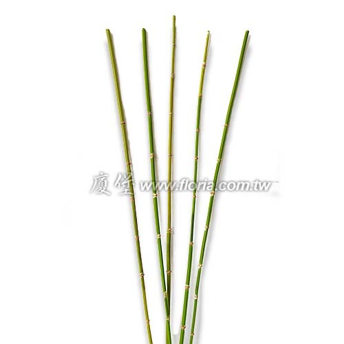 竹枝(木賊)