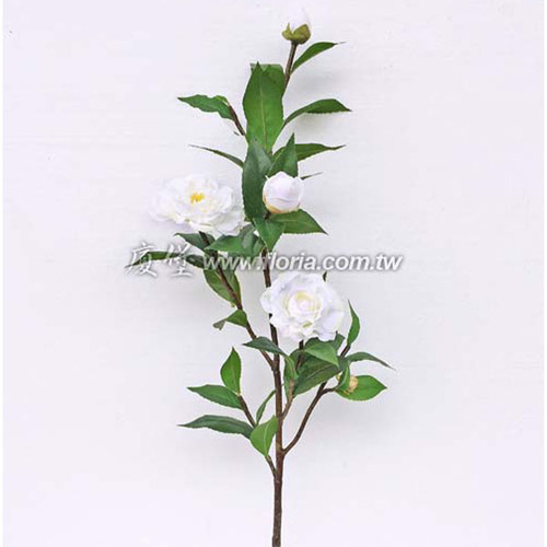 高枝茶花
