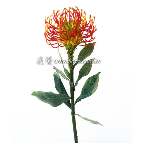 迷你帝王花
