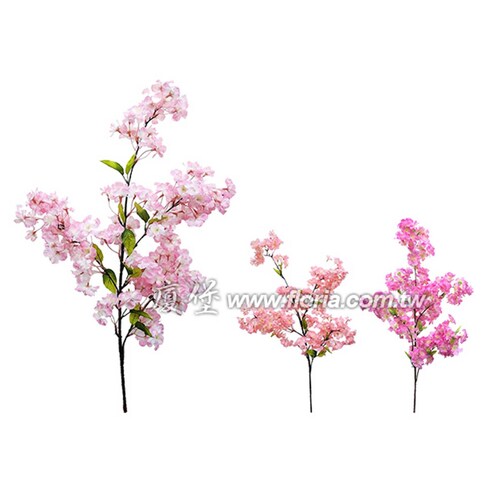 櫻花枝