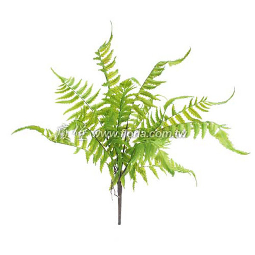 大葉波草