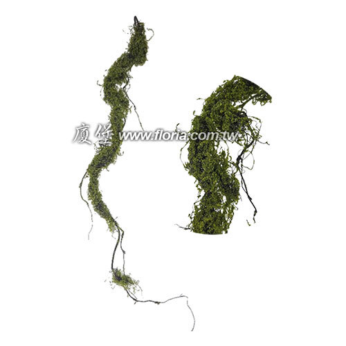 苔癬珊瑚藤