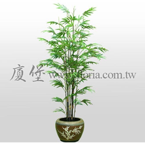 紫竹(觀音竹)