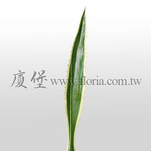 黃邊龍舌蘭-單片
