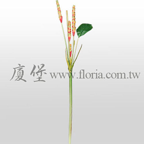 大薑花