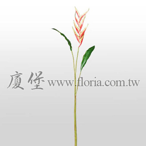 鳥蕉