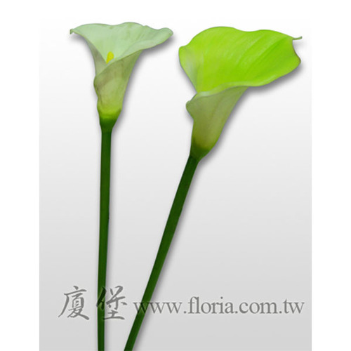 海芋