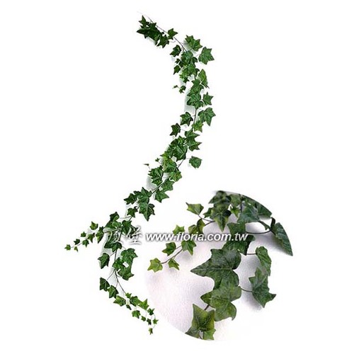 單條英國常春藤