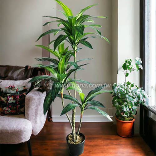 巴西鐵樹130cm