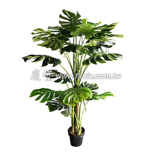 羽裂蔓綠絨150cm