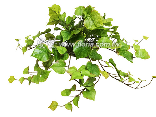 爬牆虎 (淺色)