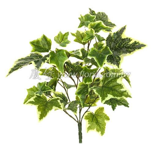 荷蘭常春藤花束