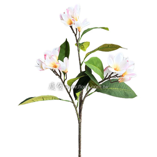 雞蛋花 (粉)