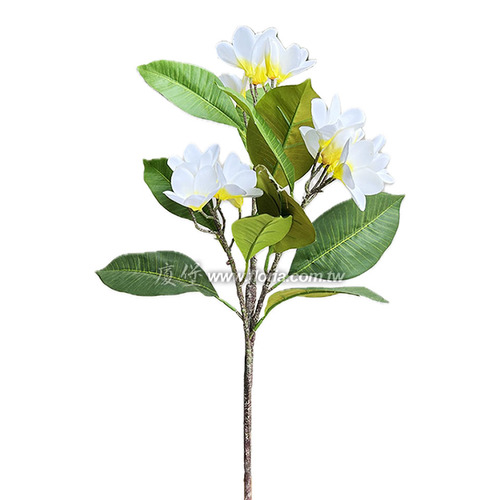 雞蛋花 (黃)