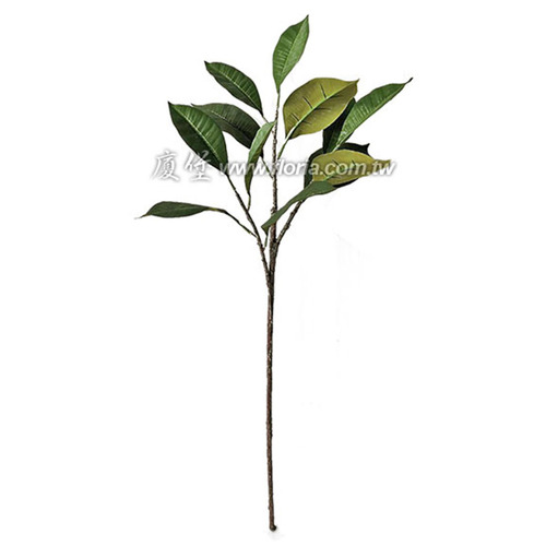 雞蛋花葉 (無花)