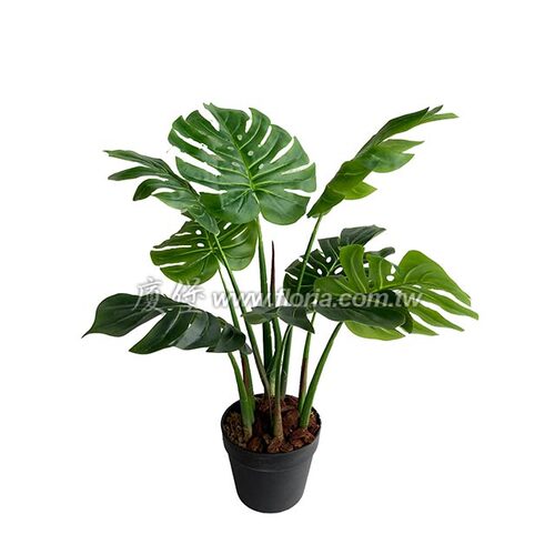 羽裂蔓綠絨80cm