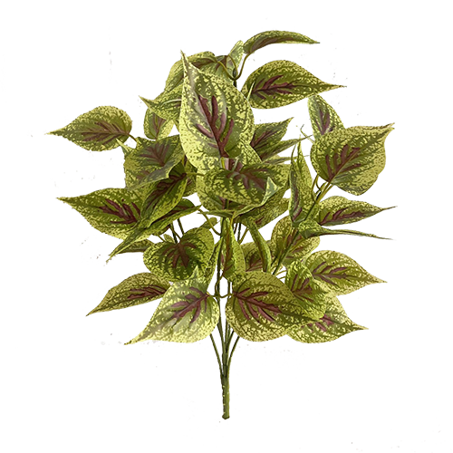 彩葉草