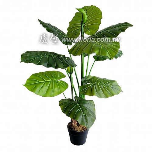 姑婆芋110cm