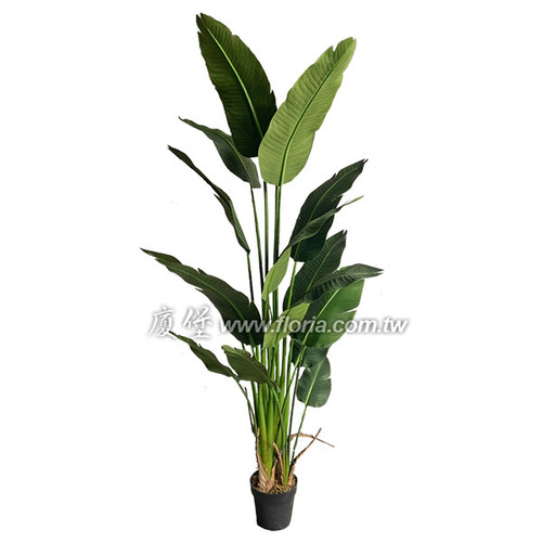 天堂鳥蕉220cm