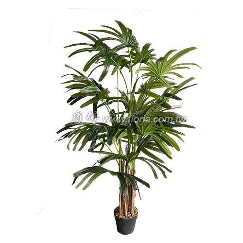 觀音棕竹155cm