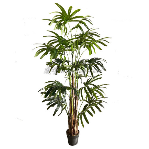 觀音棕竹200cm