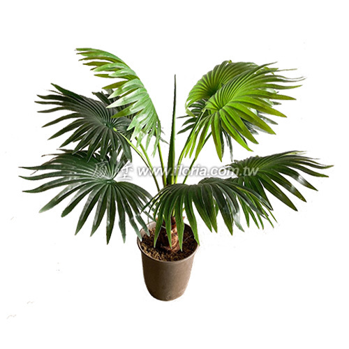 蒲葵65cm