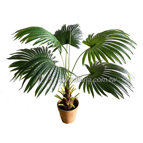 蒲葵95cm