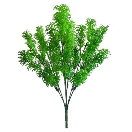 翠雲草 (深綠)