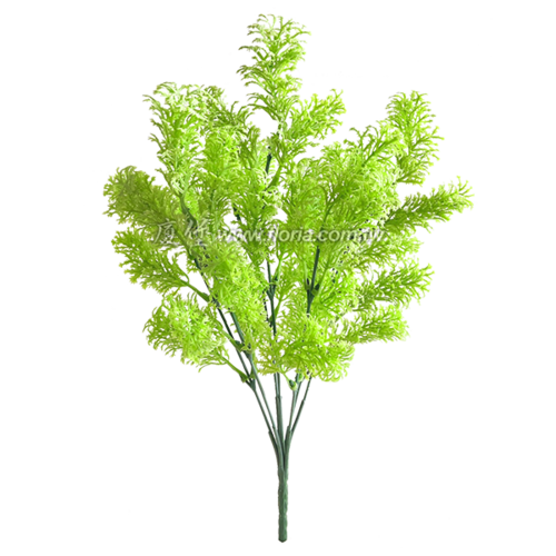 翠雲草 (淺綠)