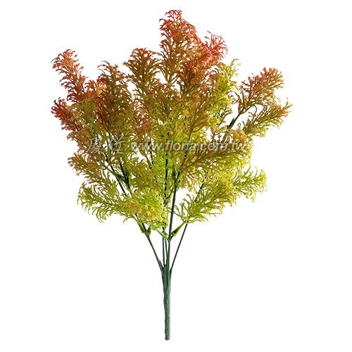 翠雲草 (紅)