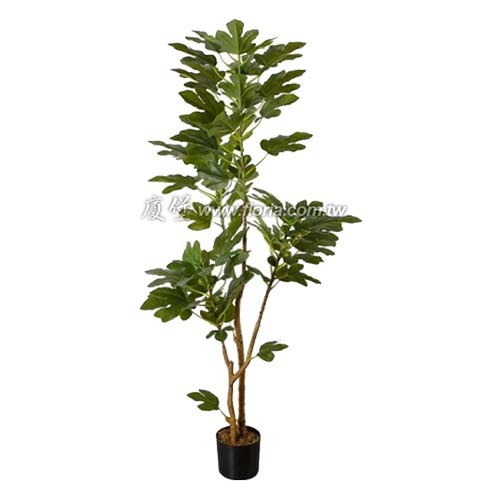 無花果樹140cm