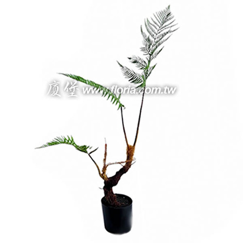 金狗毛蕨97cm
