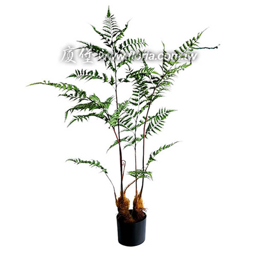 金狗毛蕨153cm