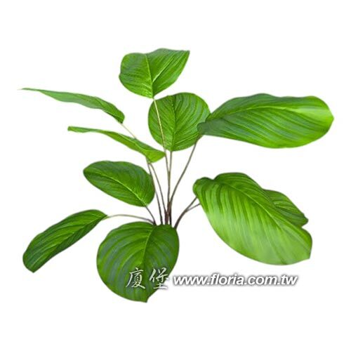 青蘋果竹芋