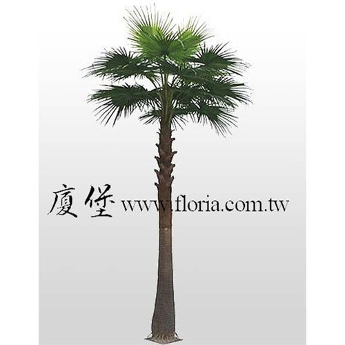 【 華盛頓椰子樹 】