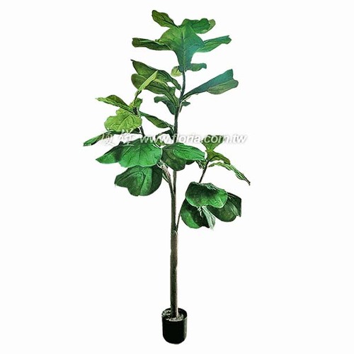 琴葉榕樹150cm