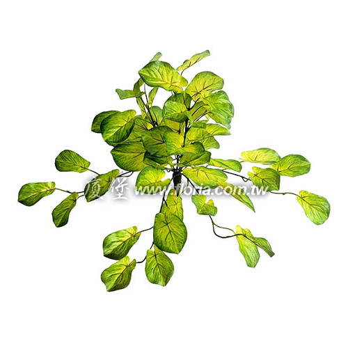 白玉合果芋藤