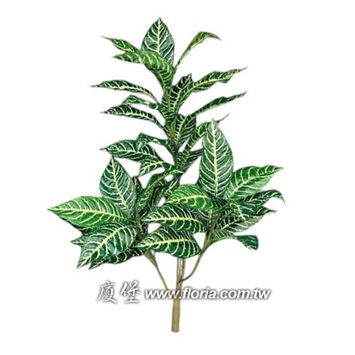 斑馬葉