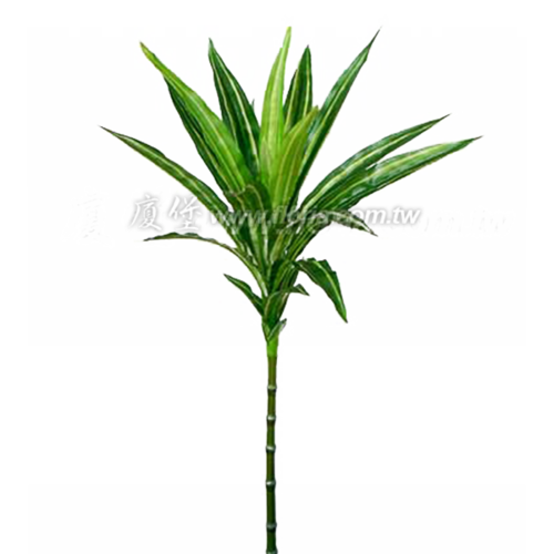 開運竹 (綠/黃)