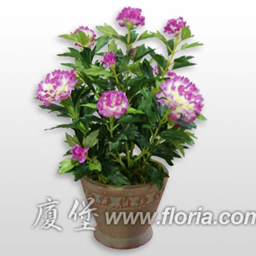 萬壽菊