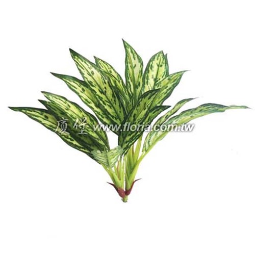 迷你斑點粗肋草
