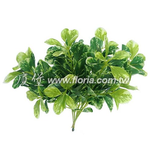 迷你撒金椒草