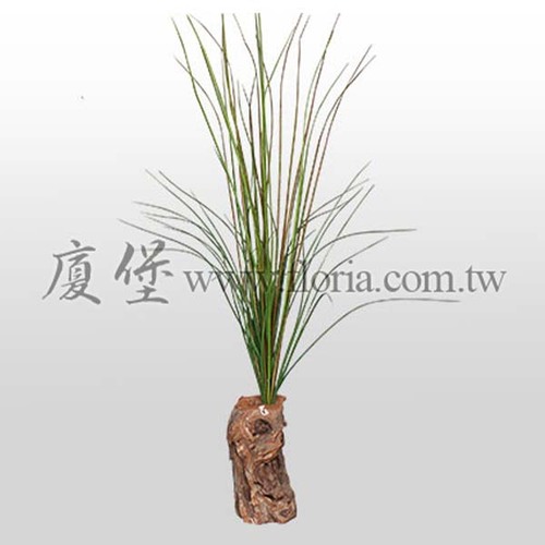 金線燈心草